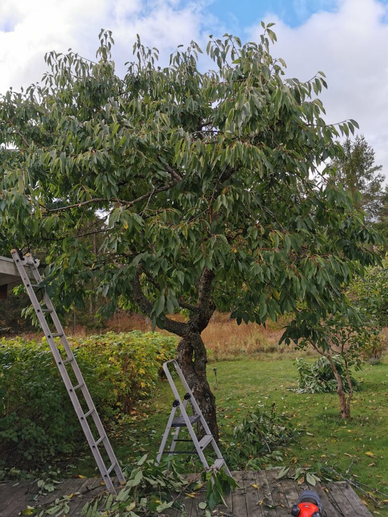 Beskarningstrad Taby