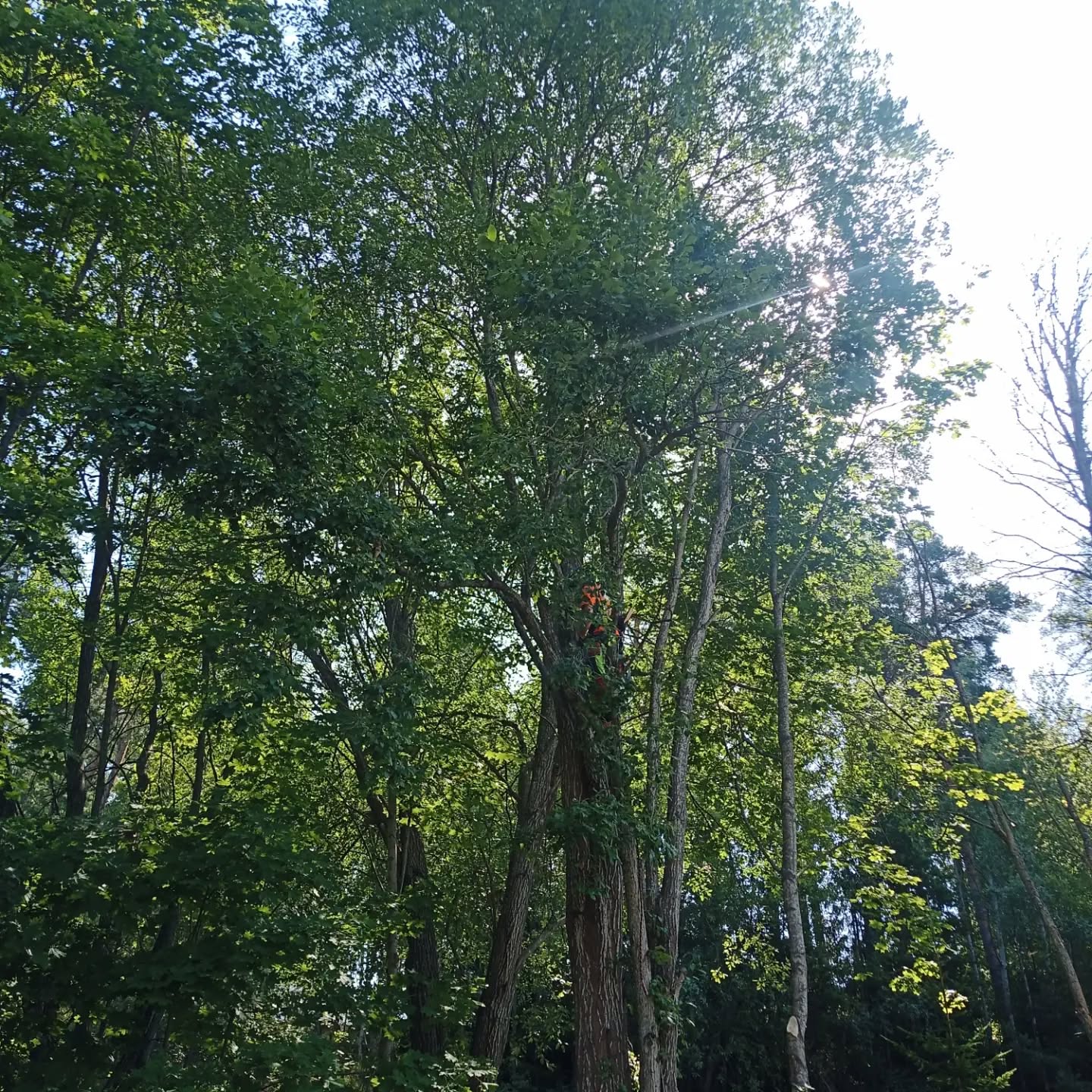 Flerstammig tradfallning Taby