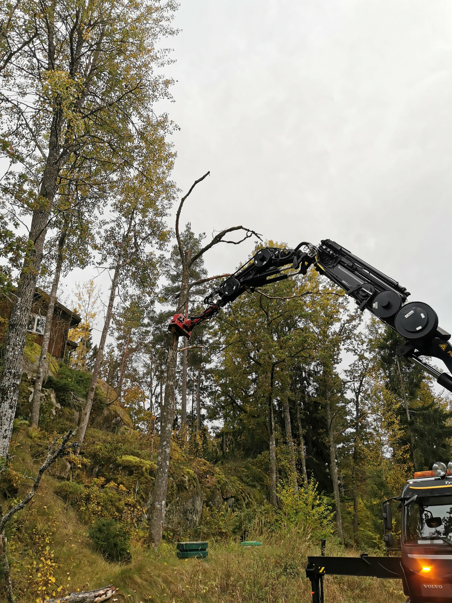 Kranmonterad gripsåg som tar ned ett träd
