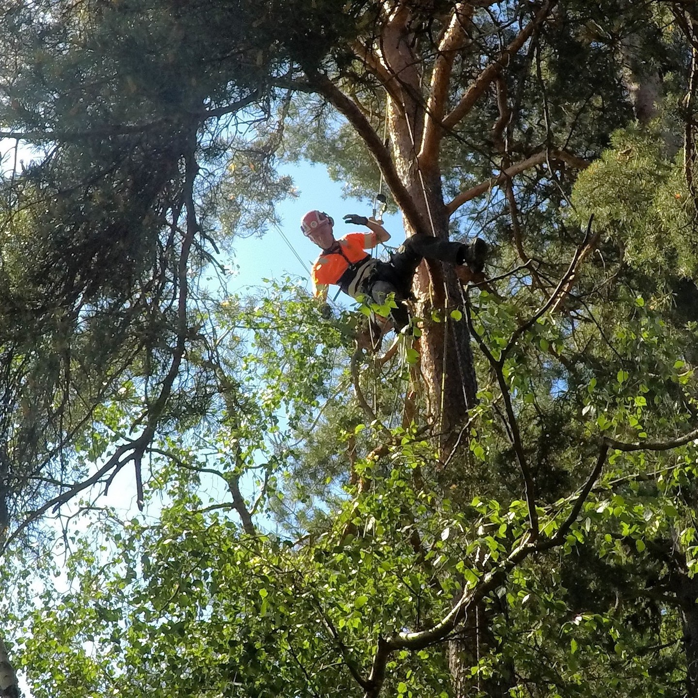Klättrande arborist som sektionsfäller en tall
